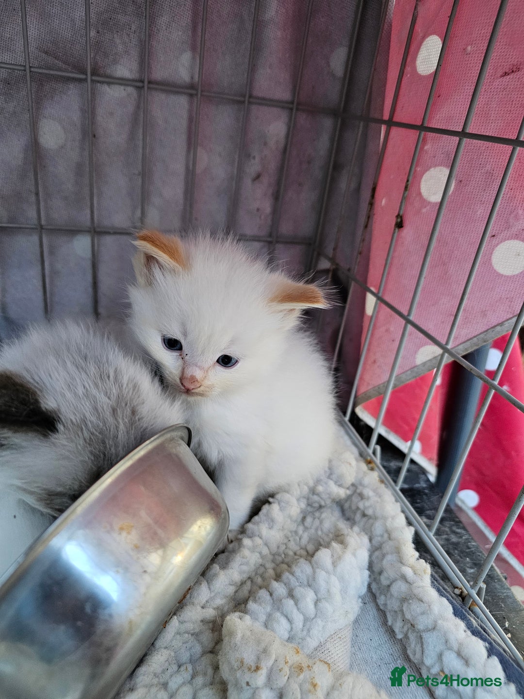 Ragdoll cats for sale: Ragdoll kittens - Image 7