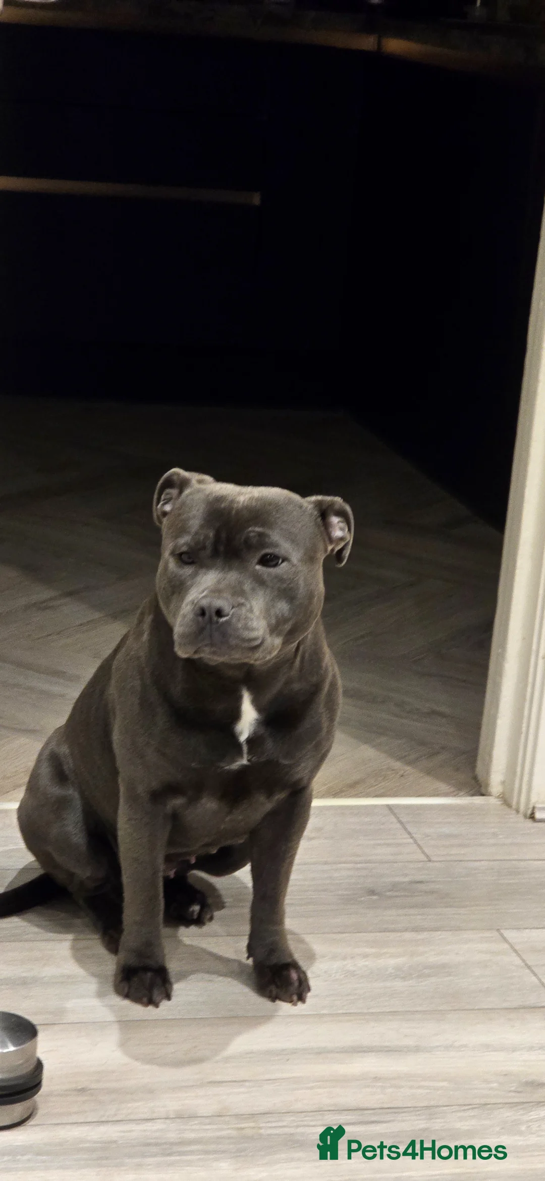 Staffordshire Bull Terrier dogs for sale: KC Registered Blue Staffy Girl for sale - Advert 2