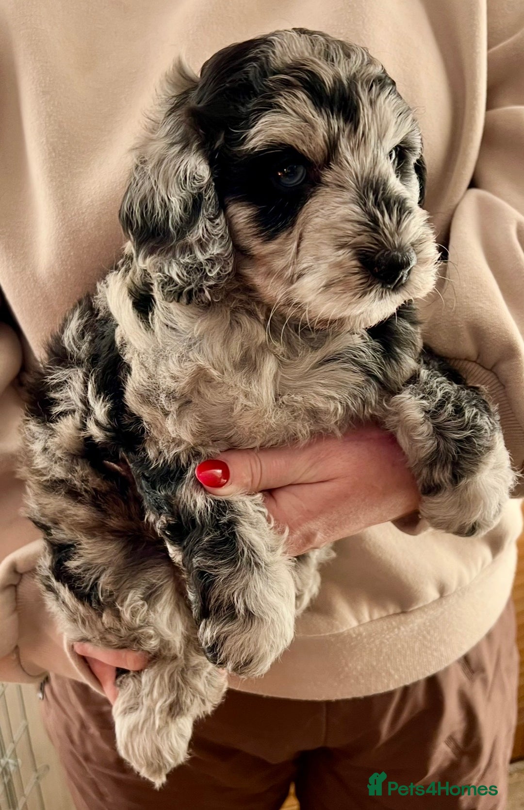 Labradoodle dogs for sale: F1b Labradoodles, Miniature Health tested parents - Advert 34