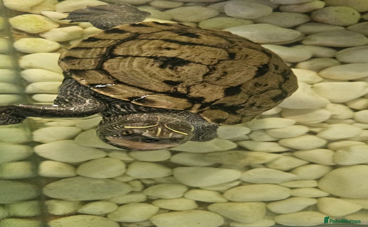 Turtle reptiles - Advert 5