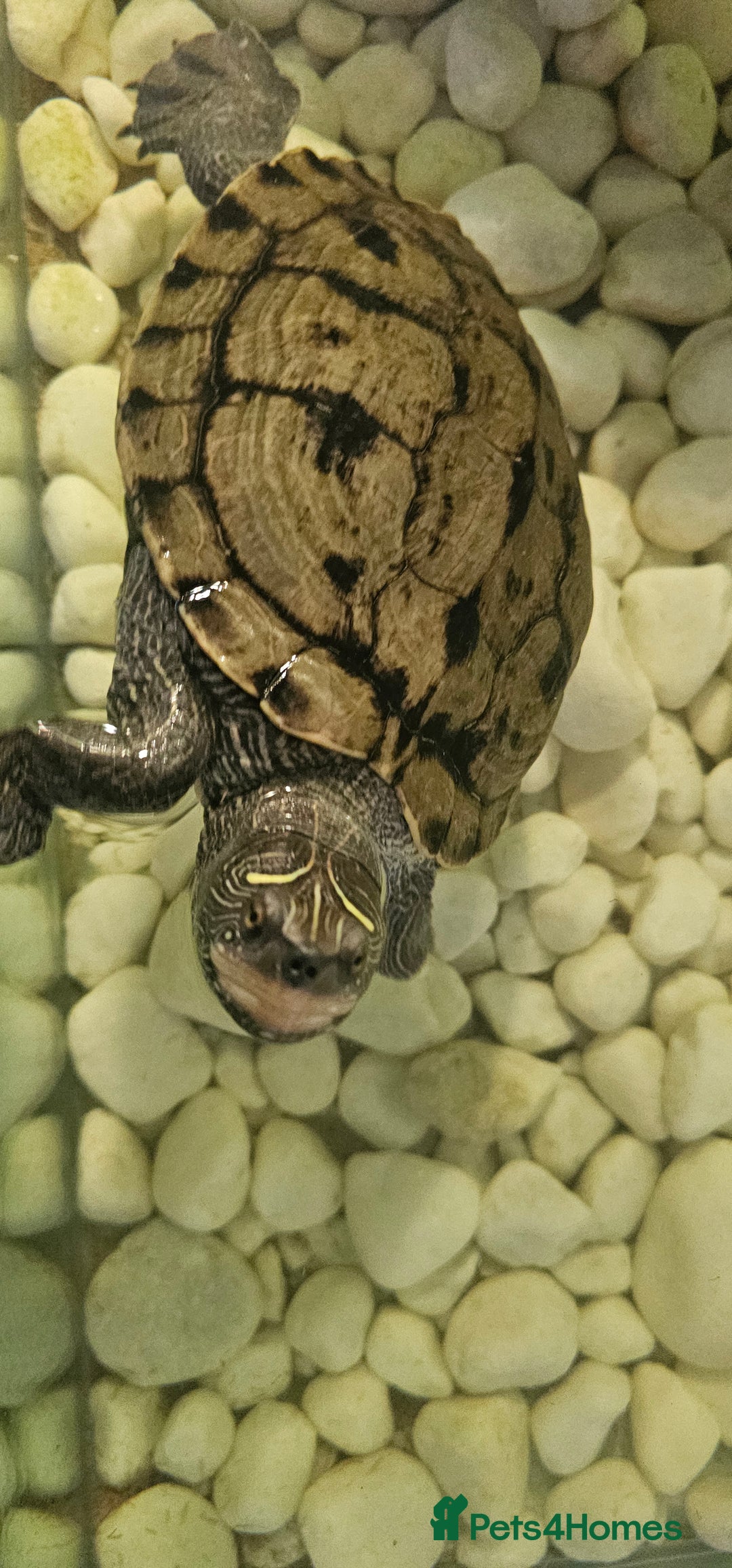 Turtle reptiles for sale: Mississippi map turtle breeding Pair and set up - Image 1
