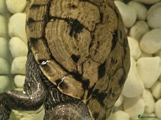 Turtle reptiles - Advert 9