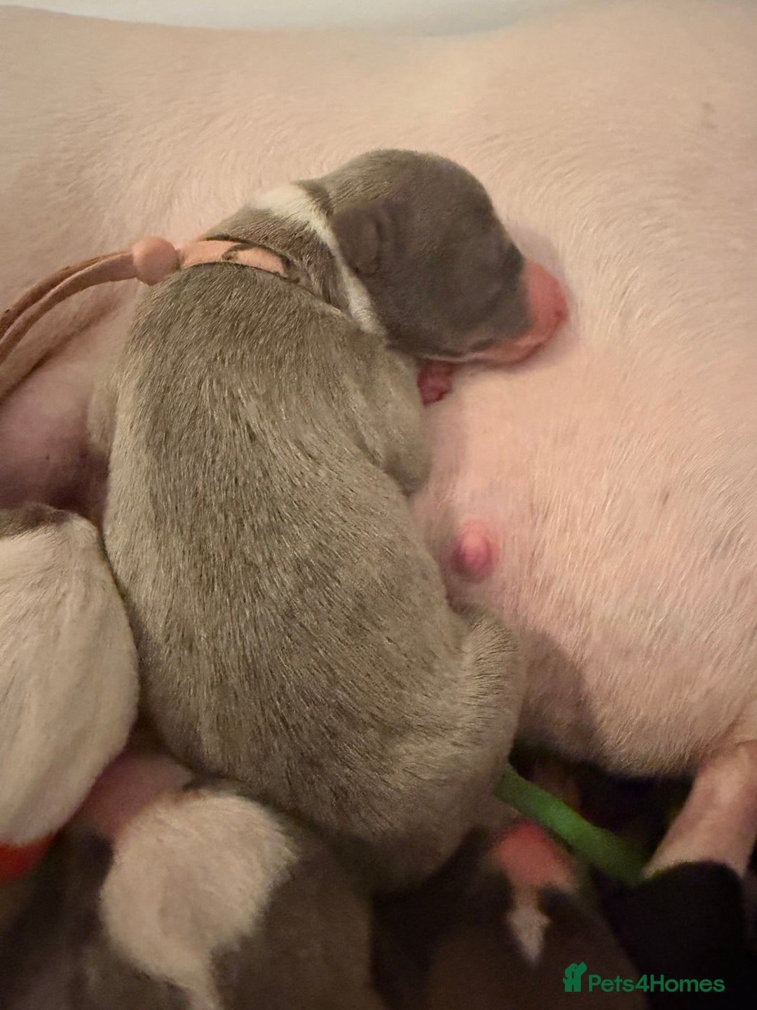 Whippet dogs for sale: Whippets  - Advert 20