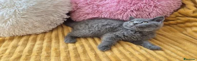 British Shorthair Kitten 2