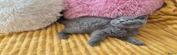 British Shorthair cats for sale:  Ready! GCCF parents with champions in line,BSH  - Advert 37