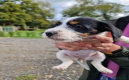 Mixed Breed dogs for sale: Jackapoo pups - Image 4