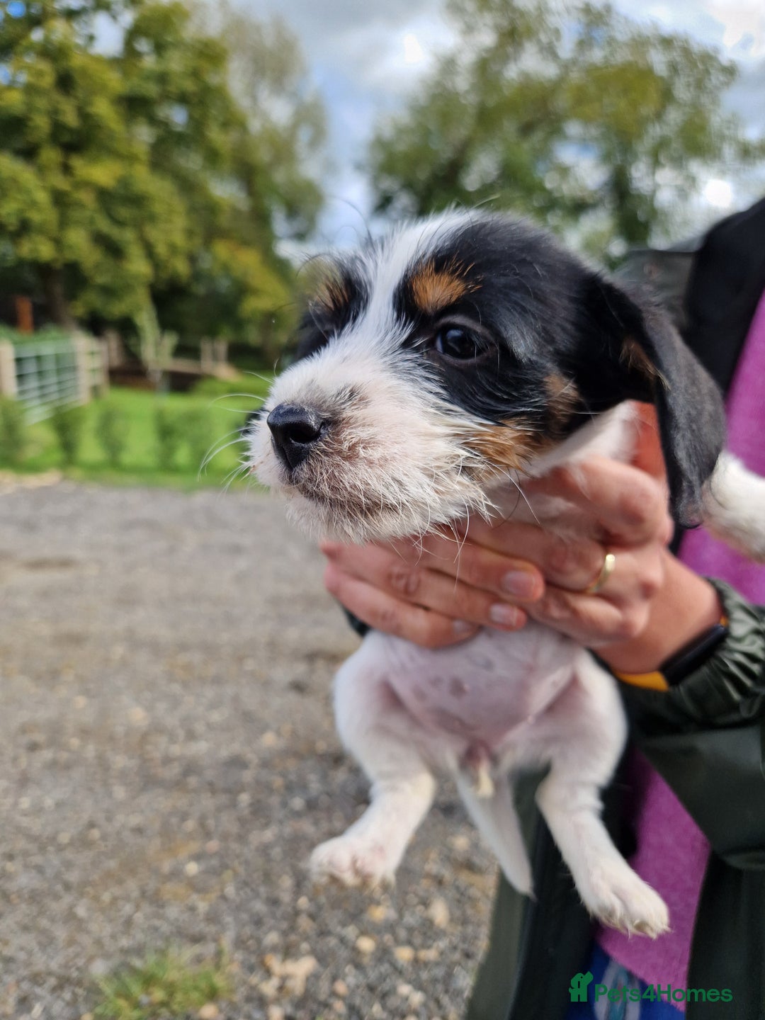 Mixed Breed dogs for sale: Jackapoo pups - Image 4
