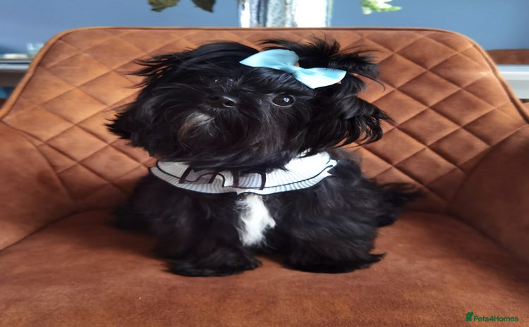 Yorkshire Terrier dogs - Advert 3