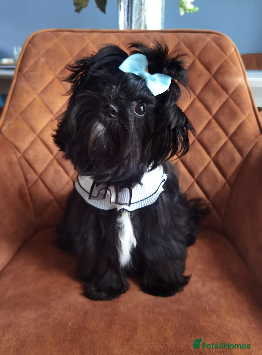 Yorkshire Terrier dogs for sale: Very Cute little Boy❤️ - Image 7