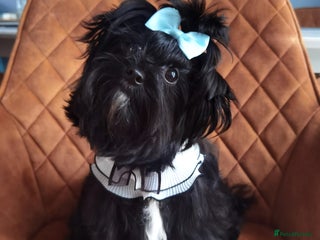 Yorkshire Terrier dogs - Advert 18