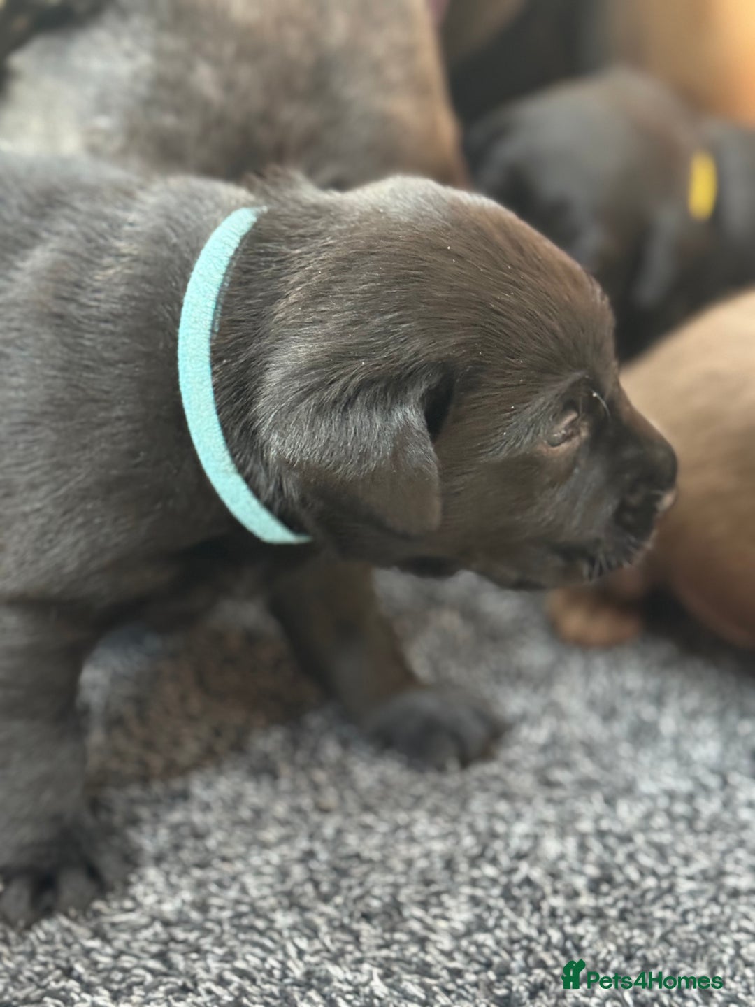Labrador Retriever dogs for sale: EXCELLENT &UNIQUE LAB PUPPIES AV 12 NOV £1450 - Image 7