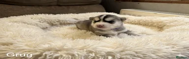 Pomsky Puppy 1