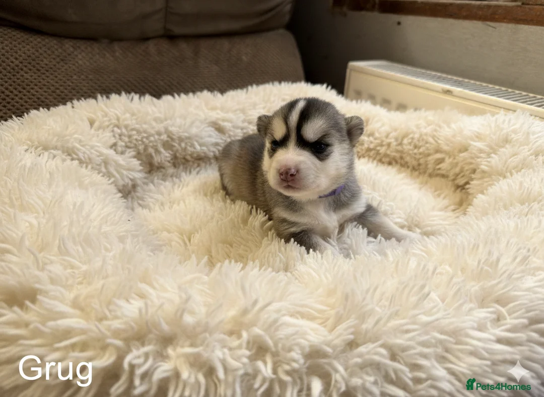 Pomsky dogs for sale: Pomsky puppies - Advert 5