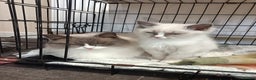 Ragdoll cats for sale: 1 Ragdoll Kittens 2 Adult Ragdolls - Advert 4