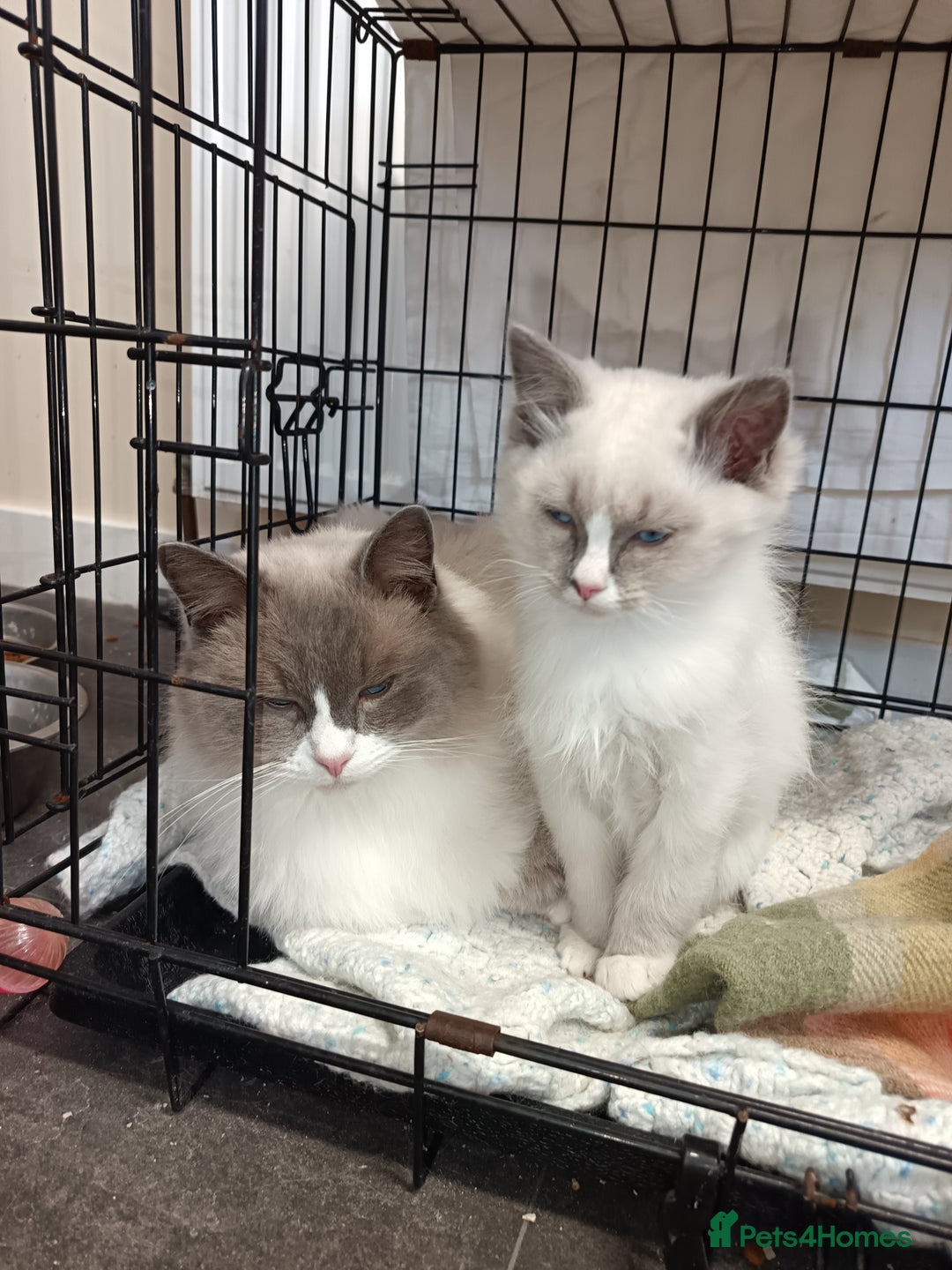 Ragdoll cats for sale: 1 Ragdoll Kittens 2 Adult Ragdolls - Advert 4