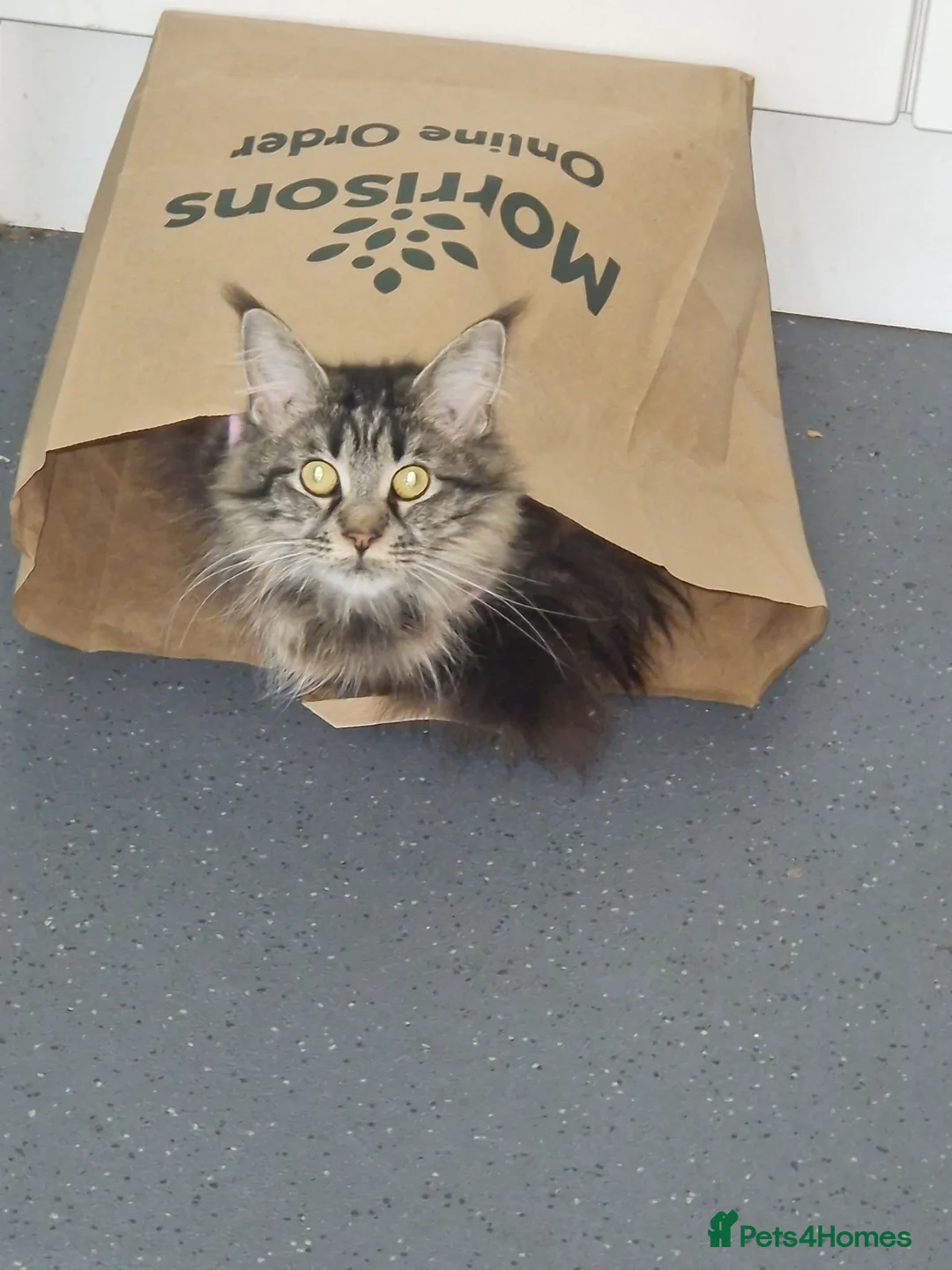 Maine Coon cats for sale: Maine coon - Advert 2