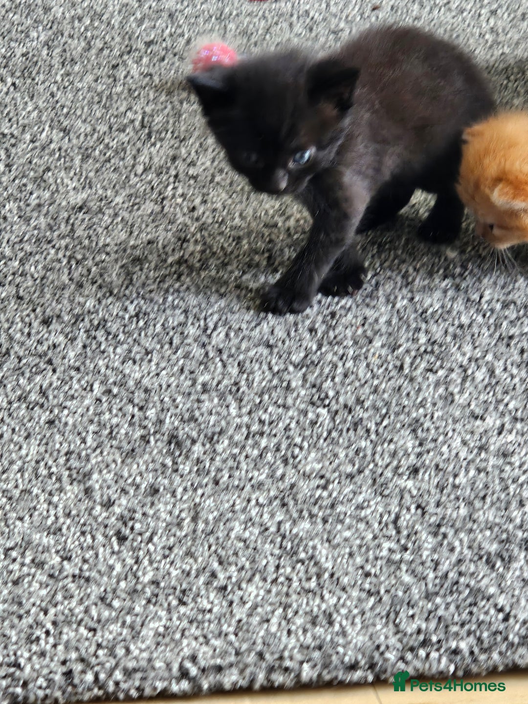 Domestic Shorthair cats for sale: 3 black kittens - Image 3