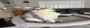 Maine Coon Kitten 8