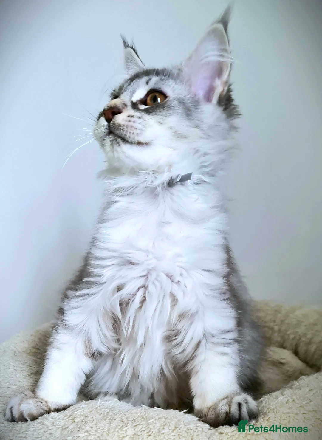 Maine Coon cats for sale: STUNNING 4️⃣ PEDIGREE MAINE COON KITTENS READY ❗❗❗ - Advert 31