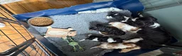 Cavalier King Charles Spaniel dogs for sale: 5 cavalier King Charles spaniel puppies available  - Advert 4
