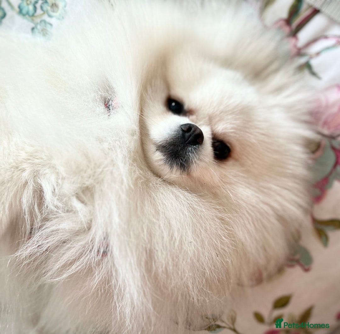 Pomeranian dogs for stud: Top Champion Lines KC White Pomeranian! - Image 9