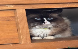British Longhair cats for sale: Ragdoll x British long haired (calico) kittens - Image 15
