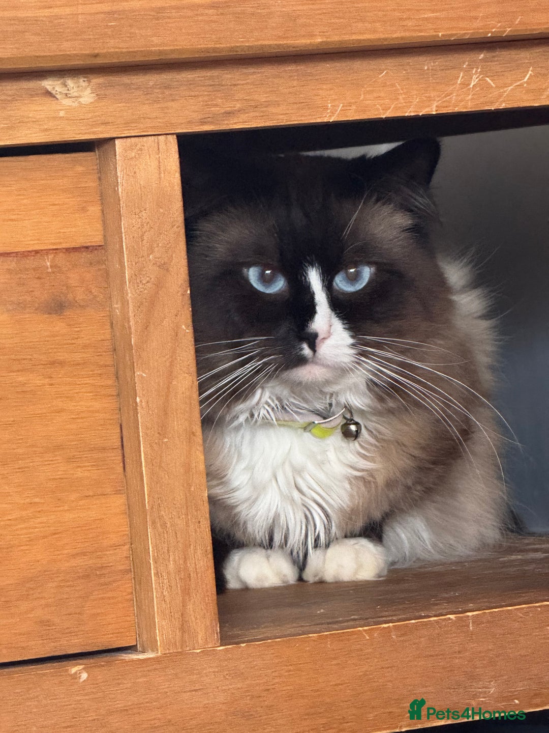 British Longhair cats for sale: Ragdoll x British long haired (calico) kittens - Image 15