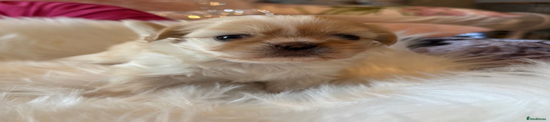 Shih Tzu Puppy 1