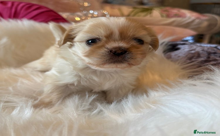 Shih Tzu dogs - Advert 1