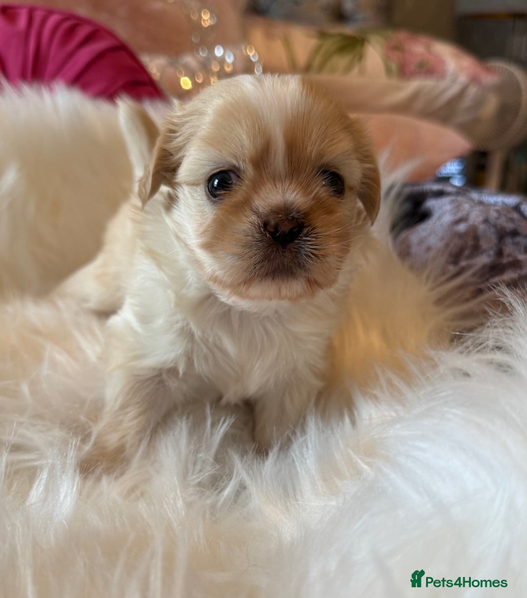 Shih Tzu dogs for sale: Stunning Imperial Shih Tzu’s  - Image 1