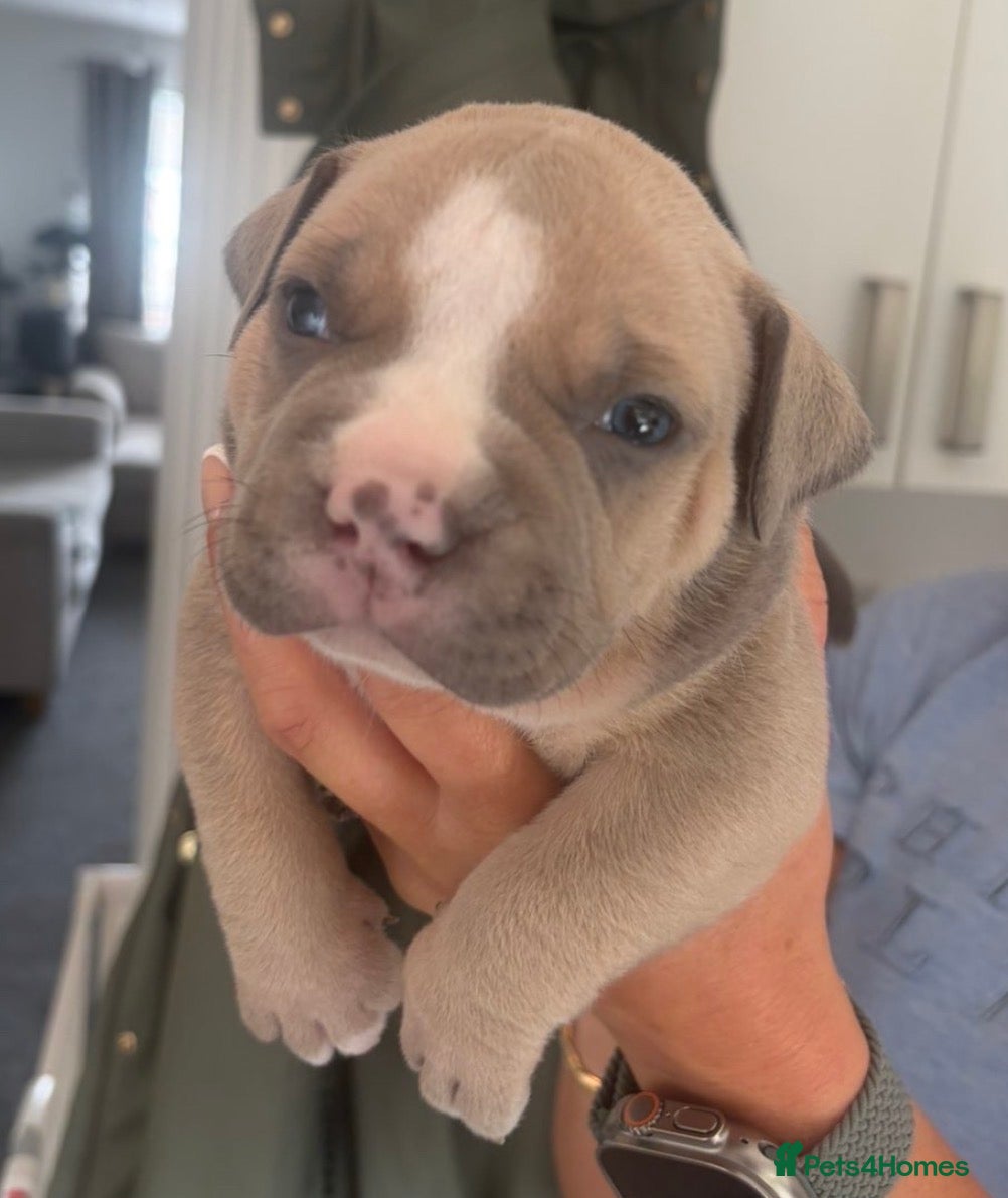 American Bully dogs Pocket Bullys - Advert 5