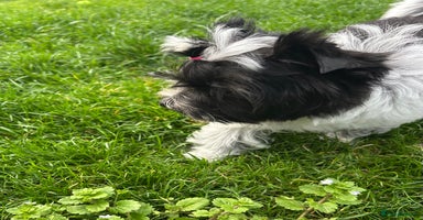Mixed Breed dogs - Advert 4