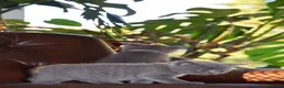 British Shorthair cats for sale: British Blue Shorthair kittens, 2 girls! - Advert 5