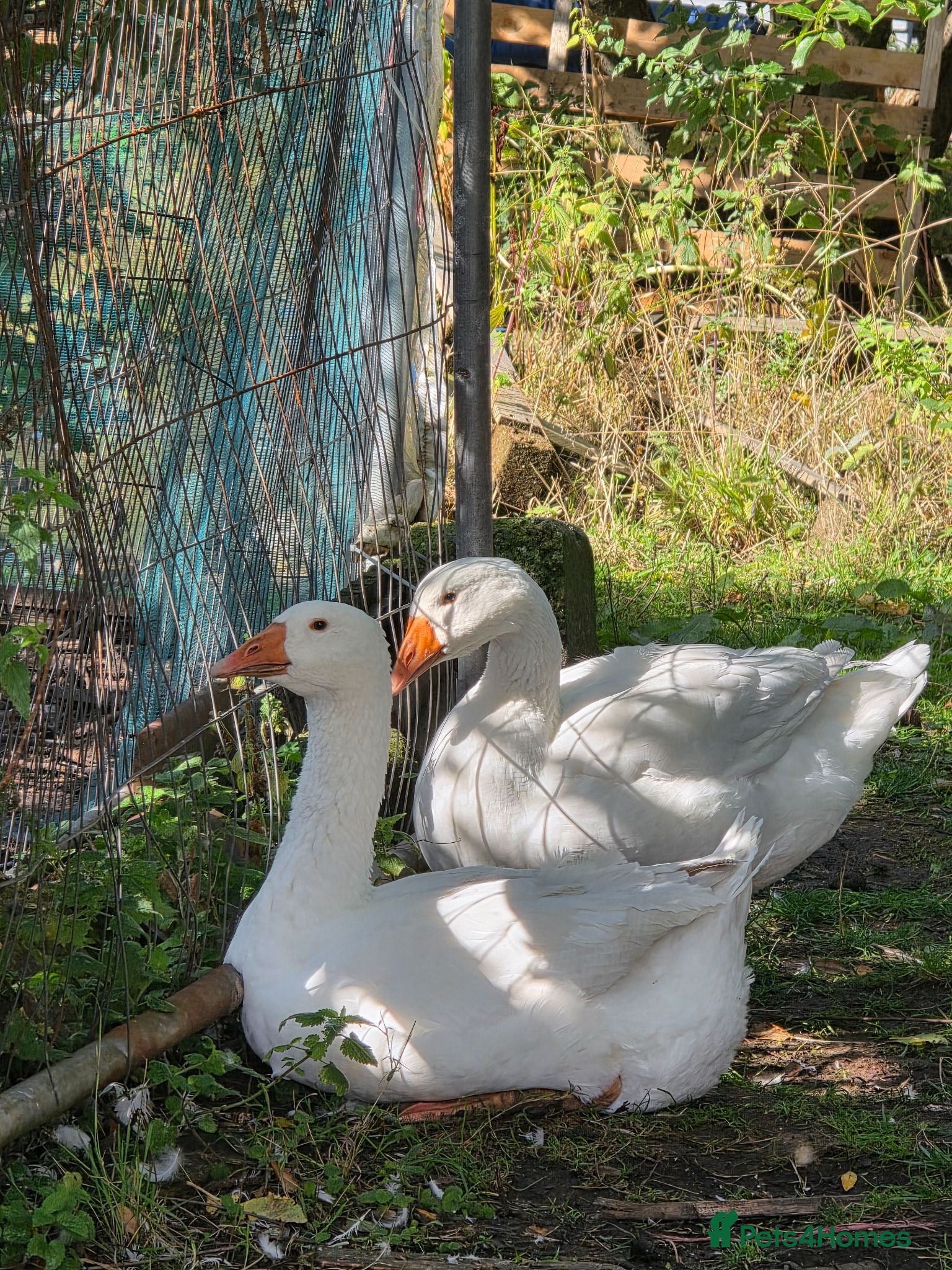 Geese poultry Breeding pair of Embden geese - Advert 2