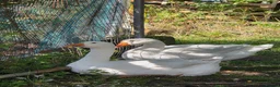 Geese poultry for sale: Breeding pair of Embden geese - Advert 1