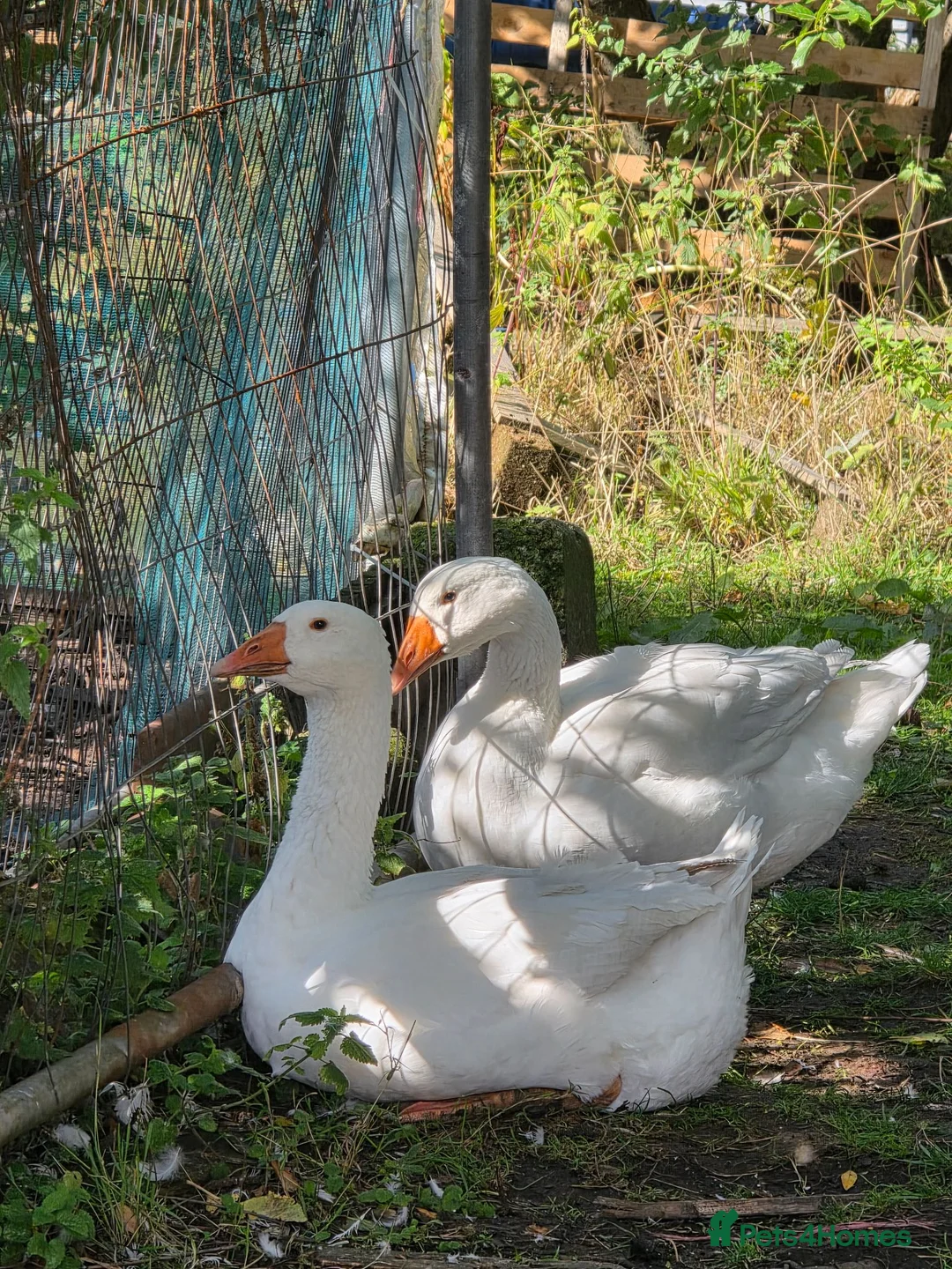 Geese poultry for sale: Breeding pair of Embden geese - Advert 1
