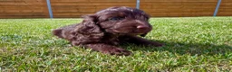 Cockapoo dogs for sale: Beautiful F1 Cockapoo Babies 🐾🐾🐾 - Advert 7