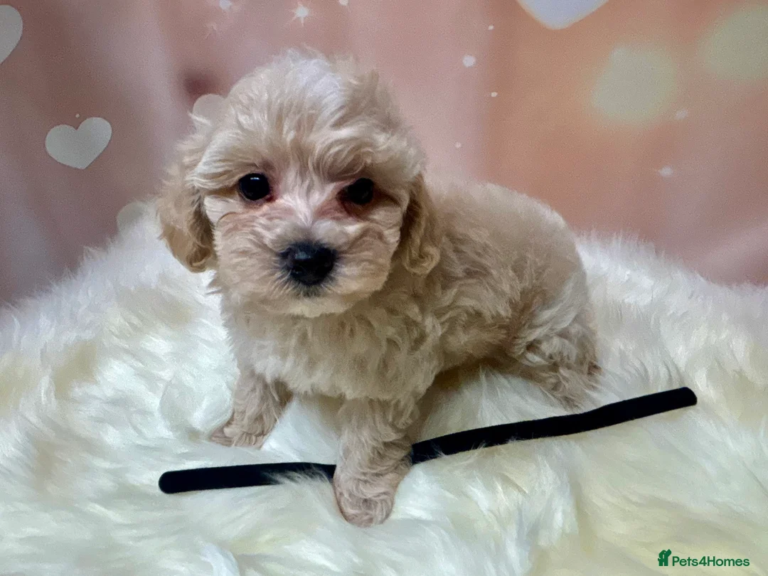 Maltipoo dogs for sale: Adorable Toy F1 DNA Tested Parents  - Advert 13