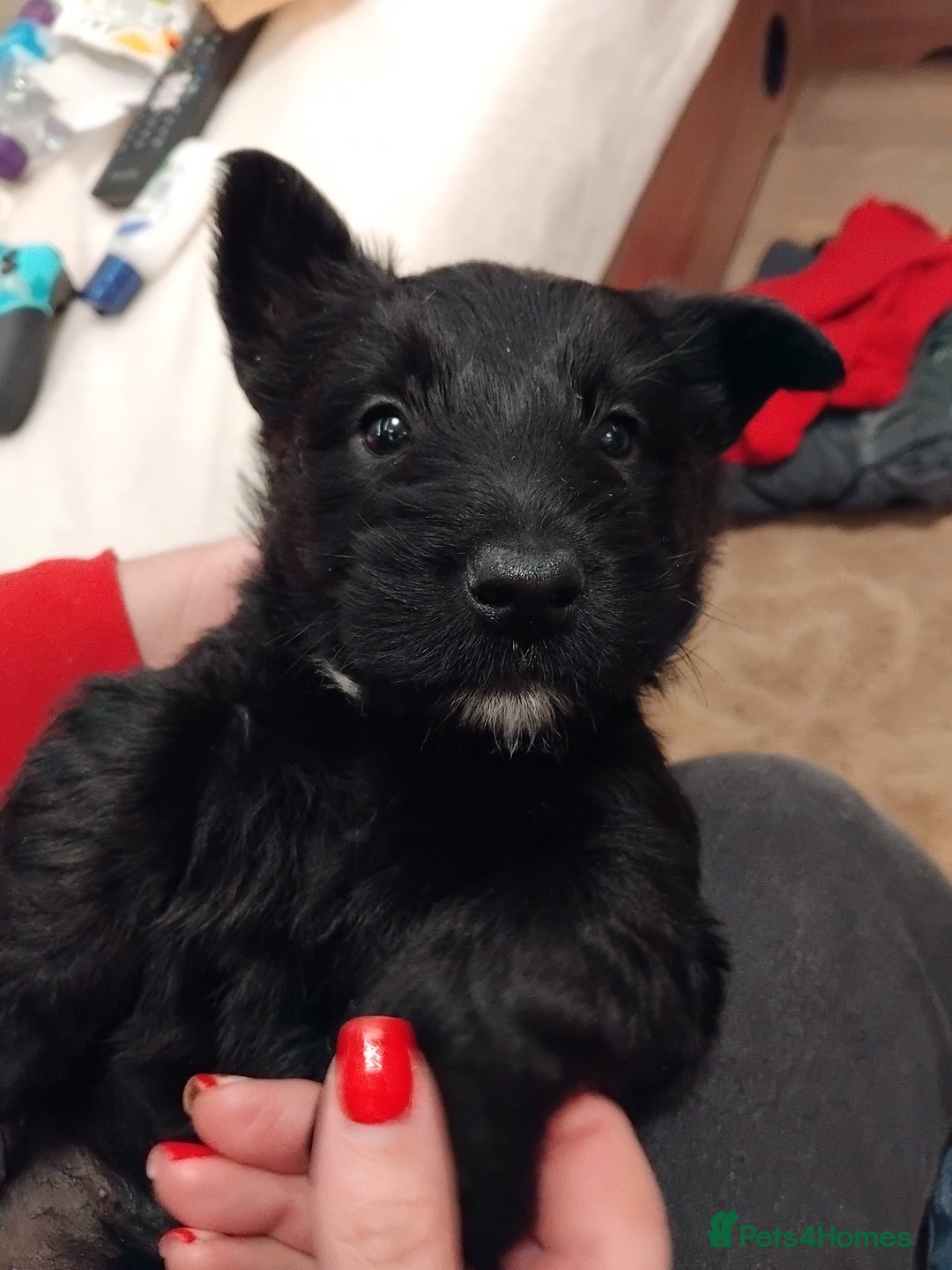 Scottish Terrier dogs for sale: Beautiful Scottish terrier puppies - Advert 18