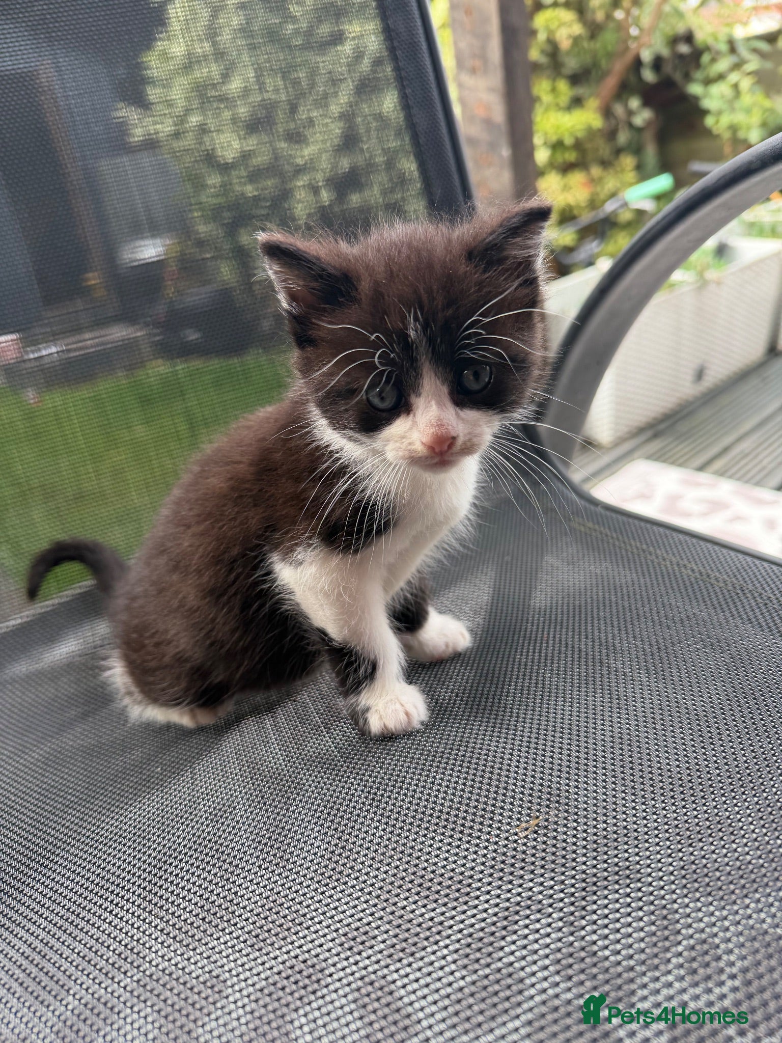 Mixed Breed cats for sale: Adorable 8-Week-Old Kittens  - Advert 1