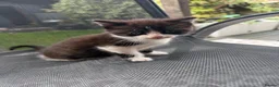 Mixed Breed cats for sale: Sweet little kittens for sale! - Advert 4