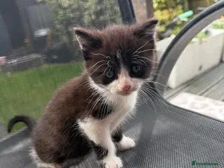 Mixed Breed cats Adorable 8-Week-Old Kittens - Advert 3