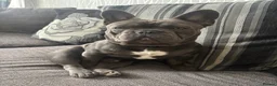 French Bulldog dogs for stud: Blue french bull dog Available for STUD - Advert 2