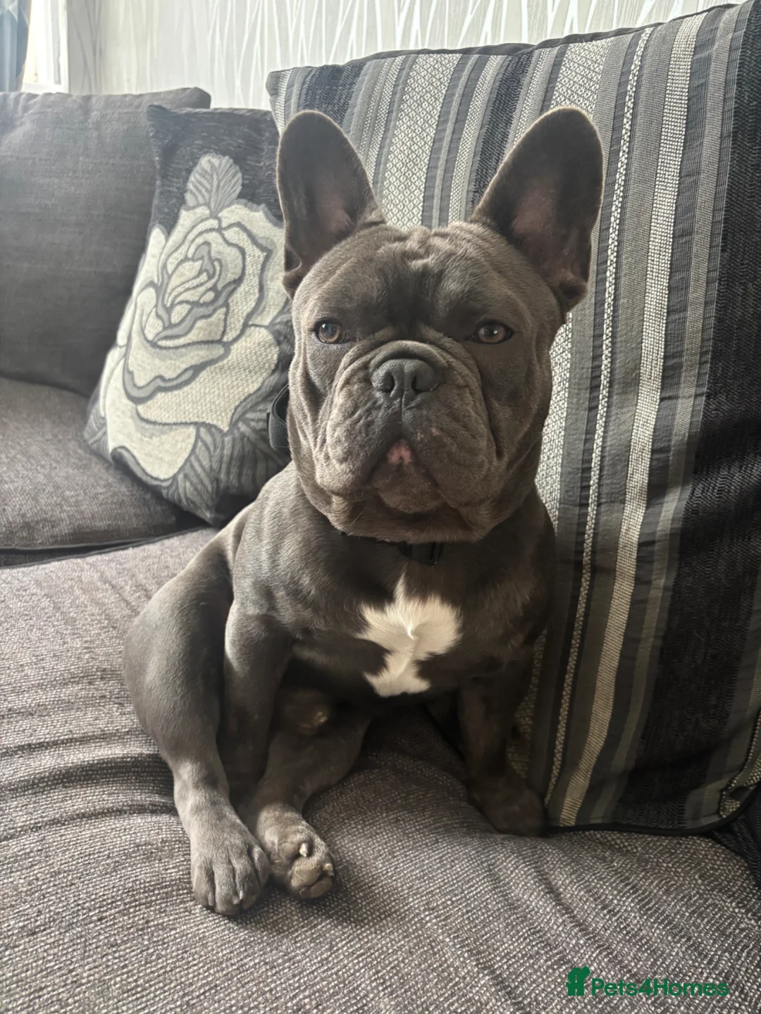 French Bulldog dogs for stud: Blue french bull dog Available for STUD - Advert 2