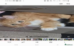 Mixed Breed cats for sale: Fluffy peach  - Advert 3