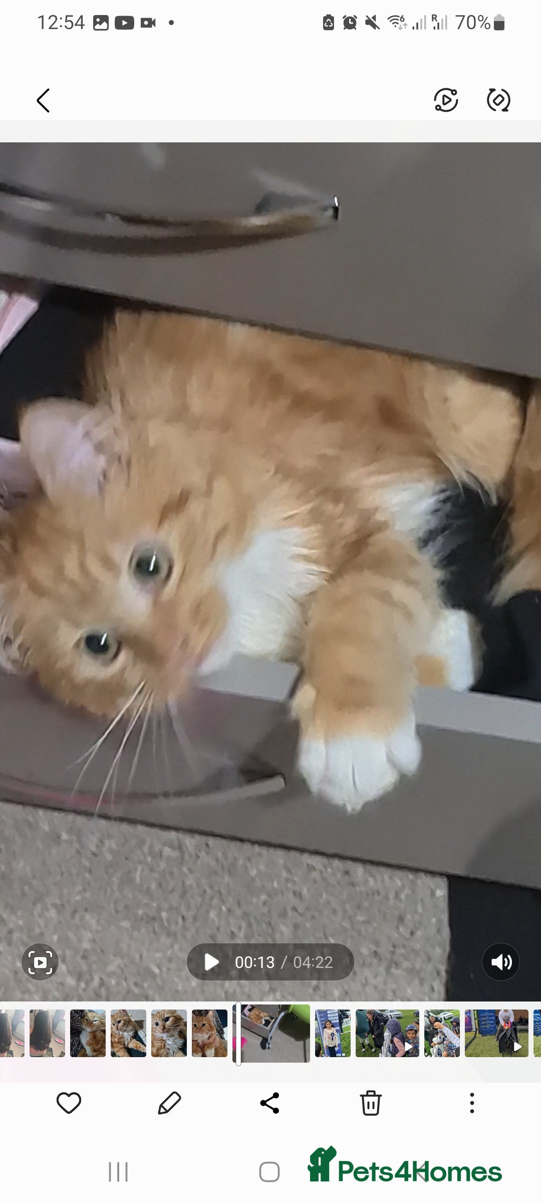 Mixed Breed cats for sale: Fluffy peach  - Advert 3