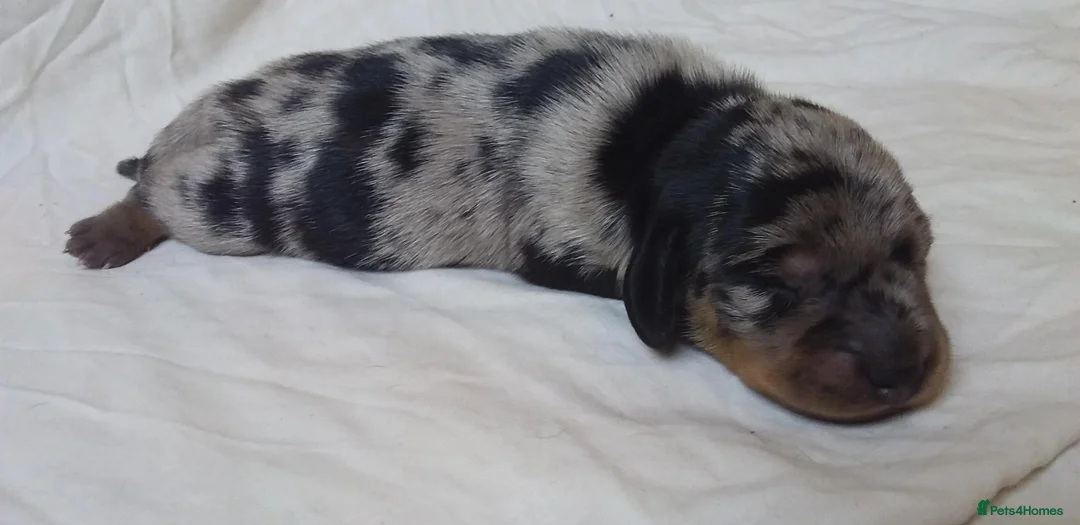 Miniature Dachshund dogs for stud: KC Chocolate dapple boy for stud very gentle. in Skegness - Advert 19