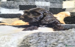 Cockapoo dogs for sale: Beautiful F1 Cockapoos- Ready Now  - Image 12