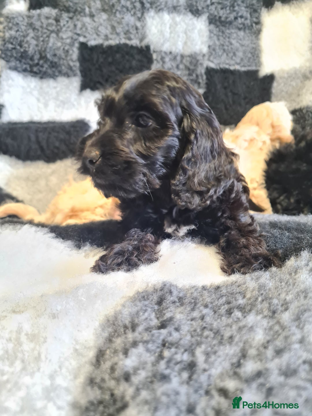 Cockapoo dogs for sale: Beautiful F1 Cockapoos- Ready Now  - Image 12