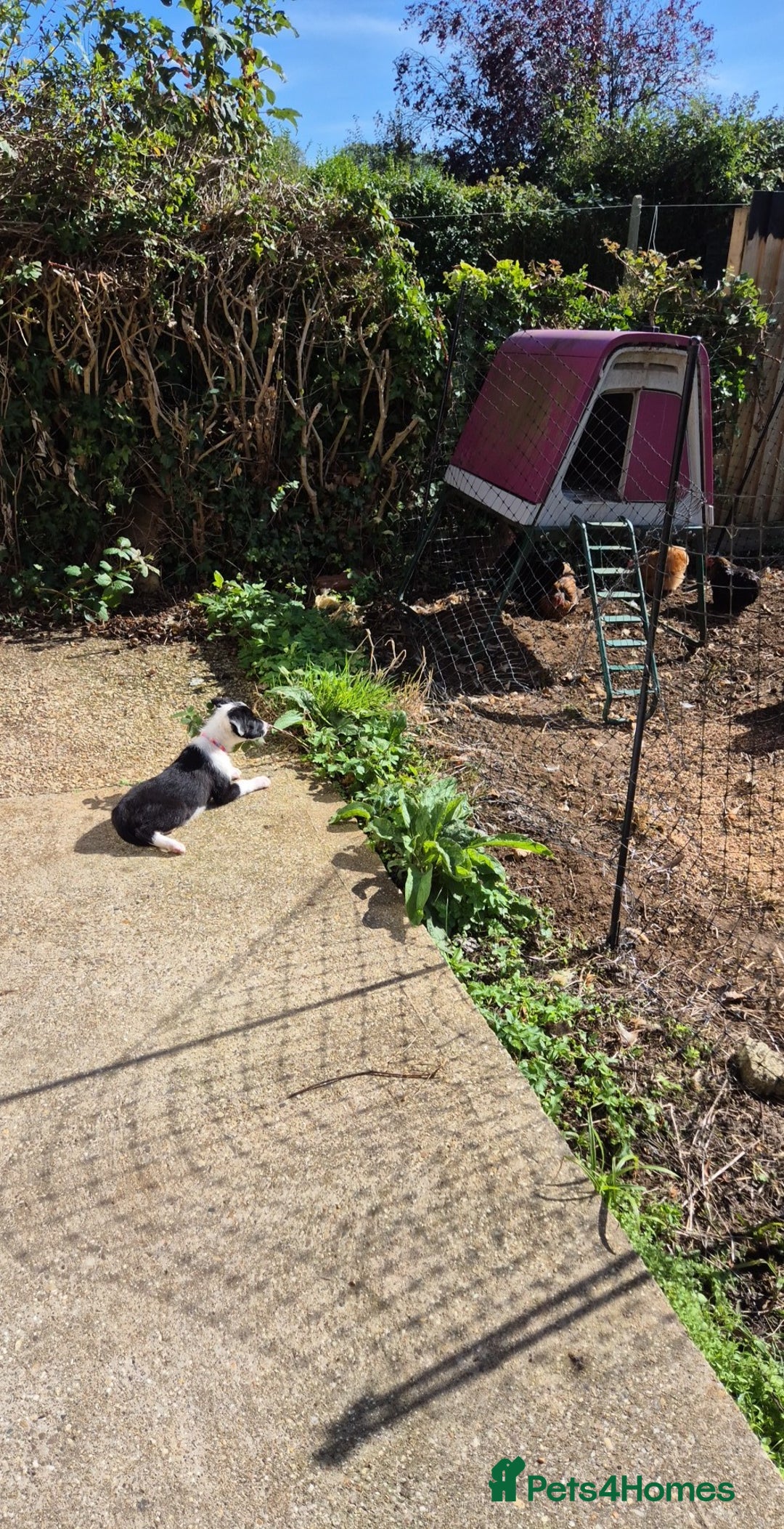Border Collie dogs for sale: Ember border collie girl. PLEASE READ 🩷 - Image 2